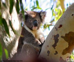 Puzzle Koala σε ένα δέντρο